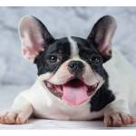 Dog Food