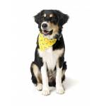 Bandana